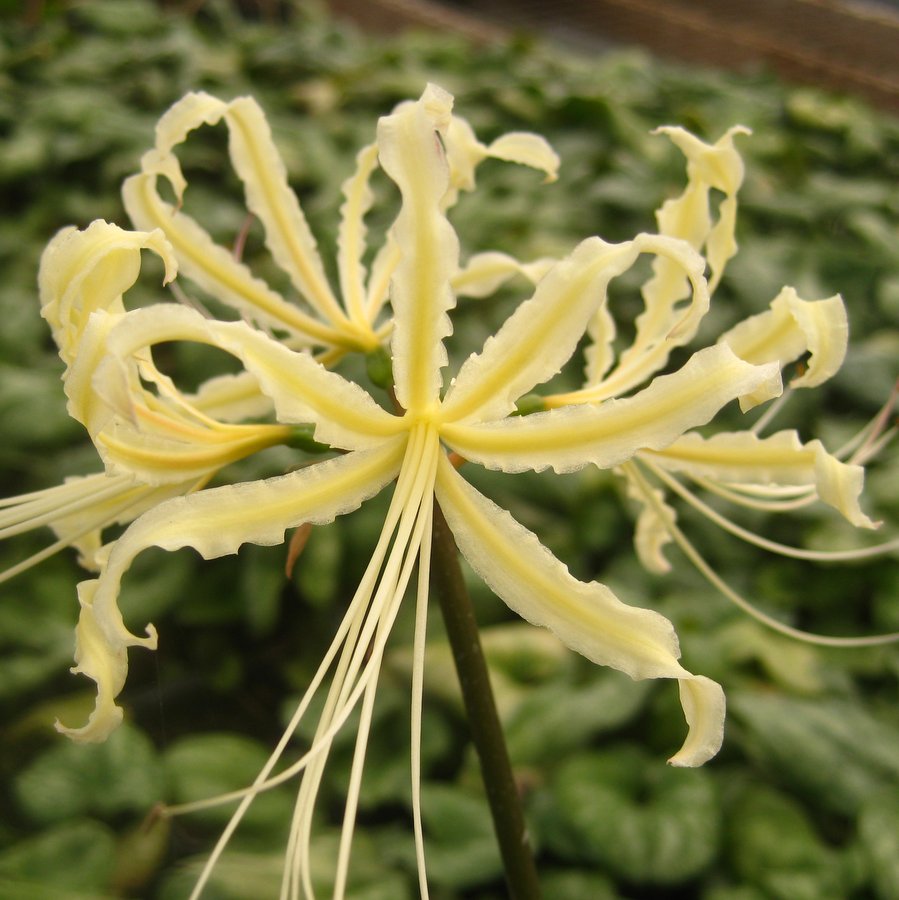 Lycoris straminea